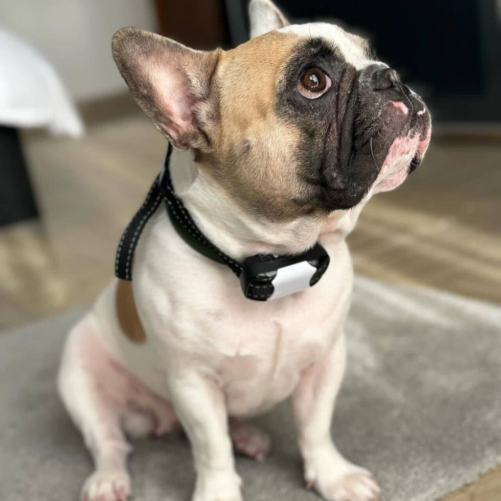 Shock Collar for Puppy: Safe Training Tips You Need to Know
