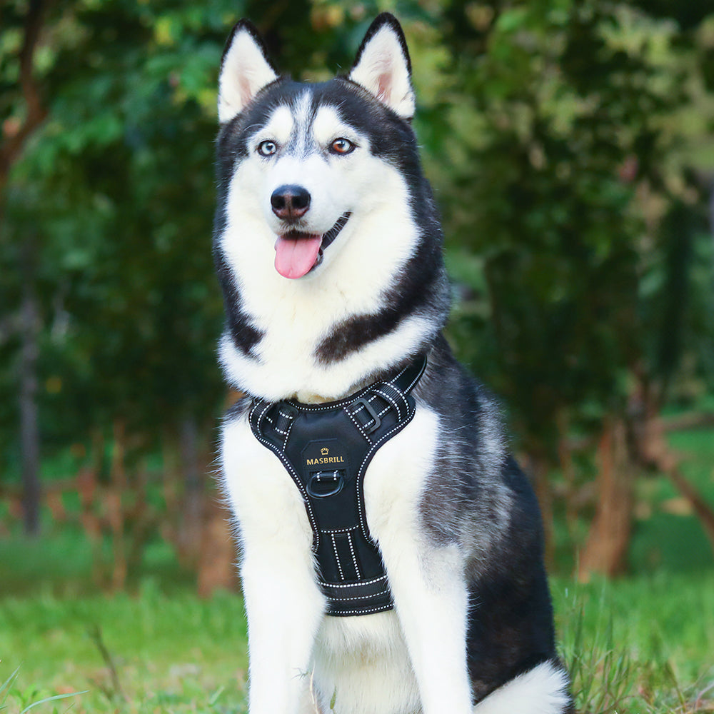 dog harness