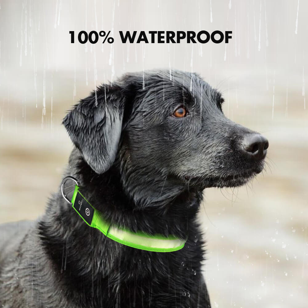 Rechargeable lighted dog collars hotsell