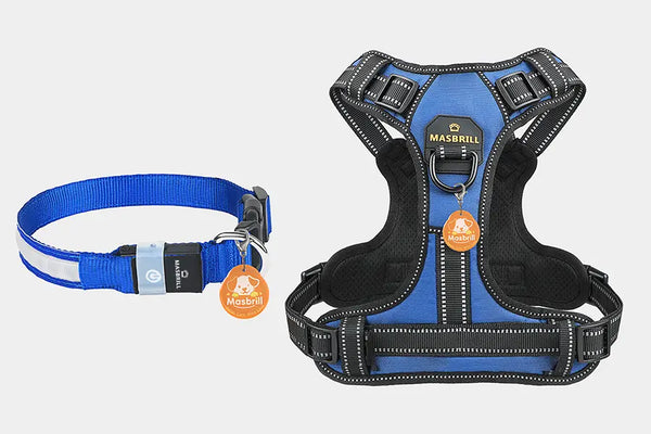Blue dog collar and harness each fitted with an orange Masbrill QR tag