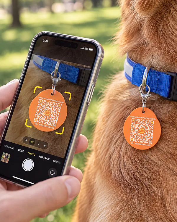 Person scanning a Masbrill QR pet tag on golden retriever's collar with smartphone camera